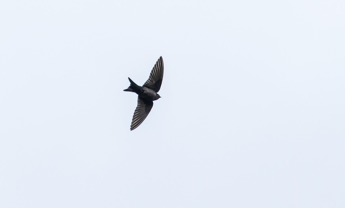 Brown-bellied Swallow - ML114691421
