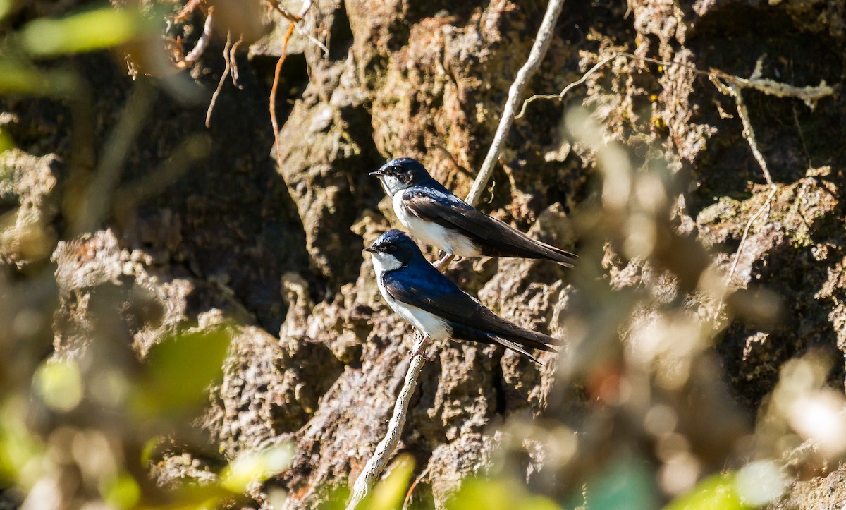 Blue-and-white Swallow - David Monroy Rengifo