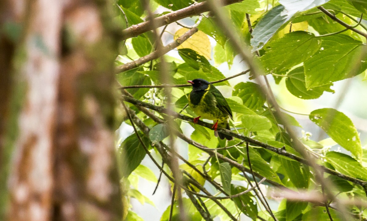 Green-and-black Fruiteater - ML114693311