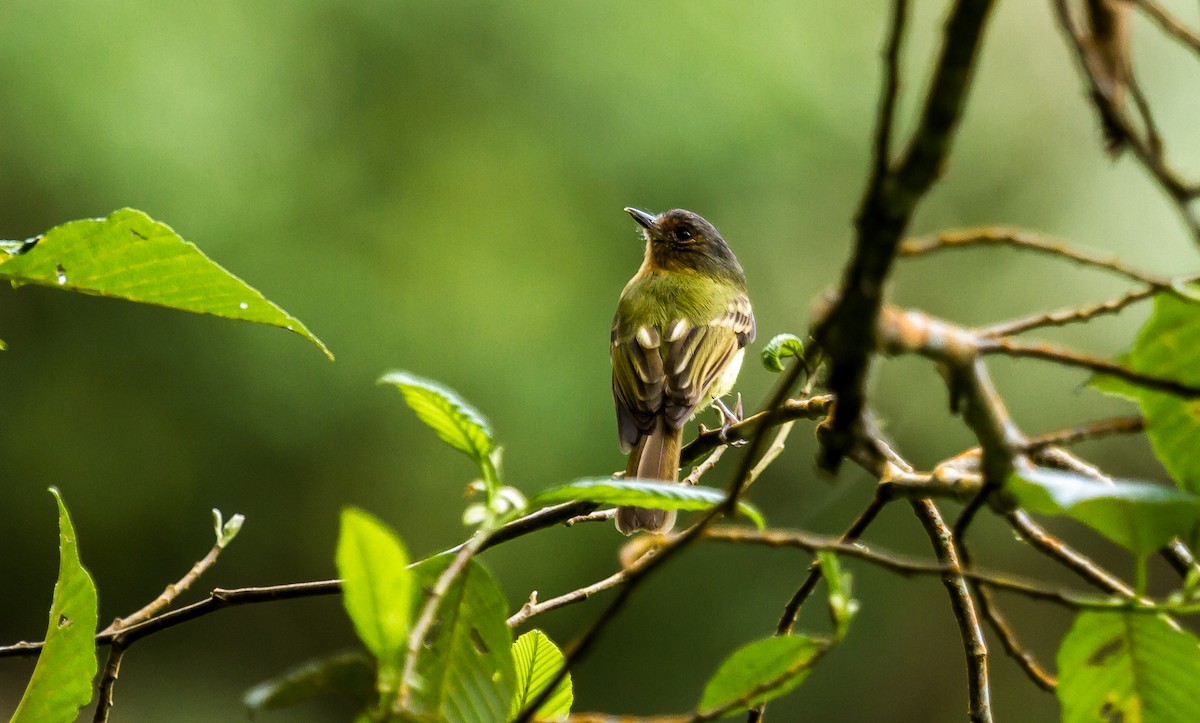 Rufous-breasted Flycatcher - ML114693451