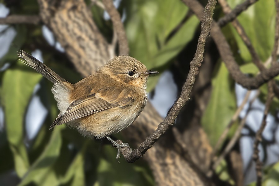 Hawaii Elepaio (Kona coast) - eBird