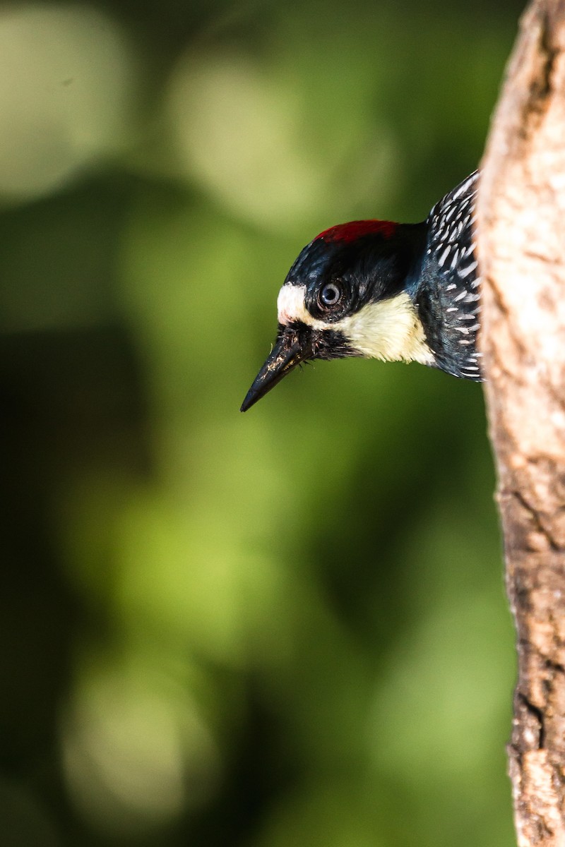 Acorn Woodpecker - ML114694011