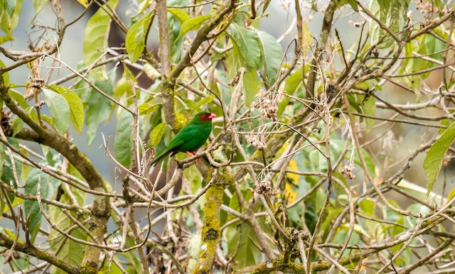 Grass-green Tanager