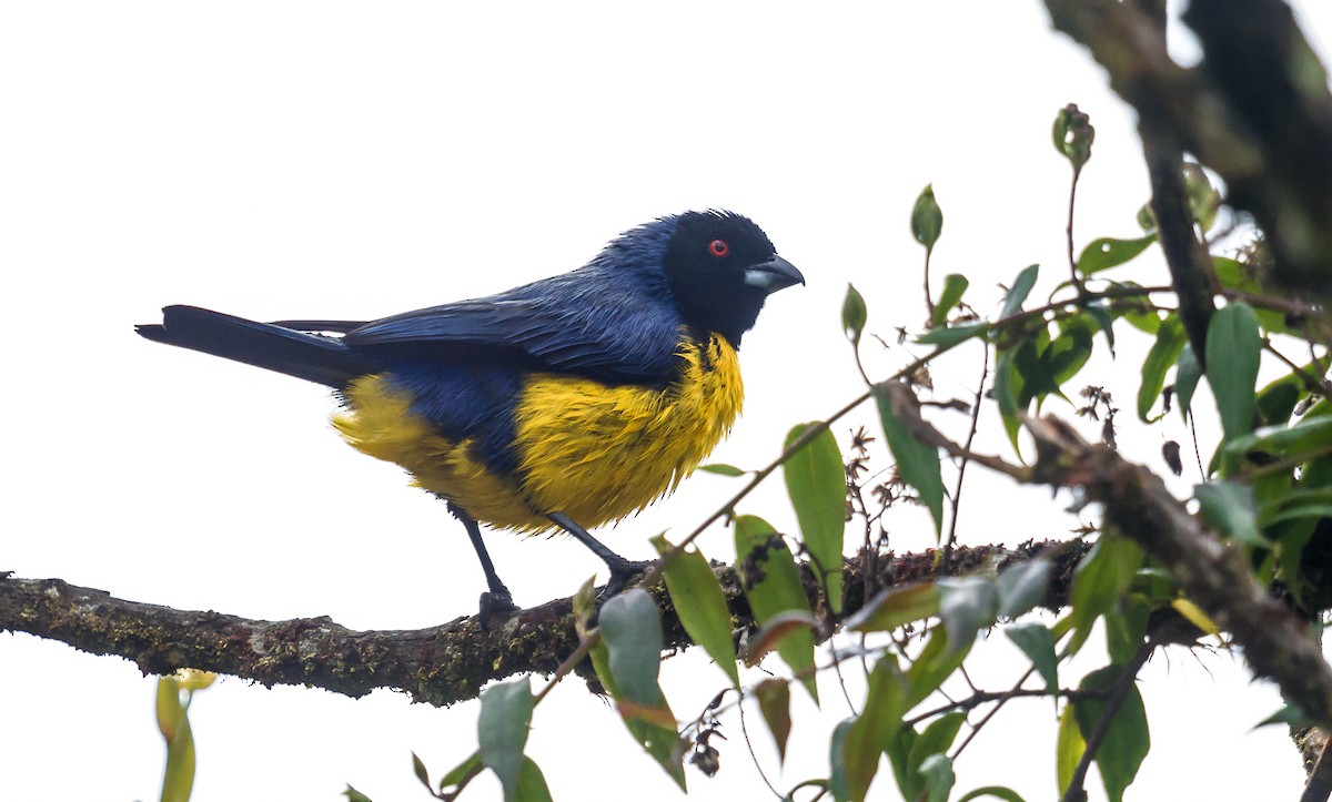 Hooded Mountain Tanager - ML114694411
