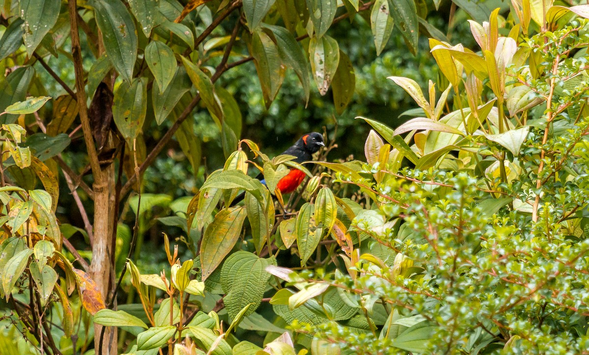 Scarlet-bellied Mountain Tanager - ML114694541