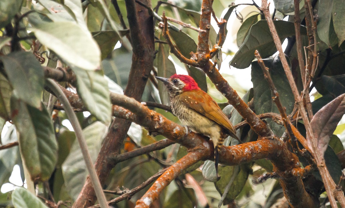Yellow-vented Woodpecker - David Monroy Rengifo