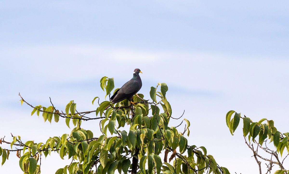 Band-tailed Pigeon - ML114696211
