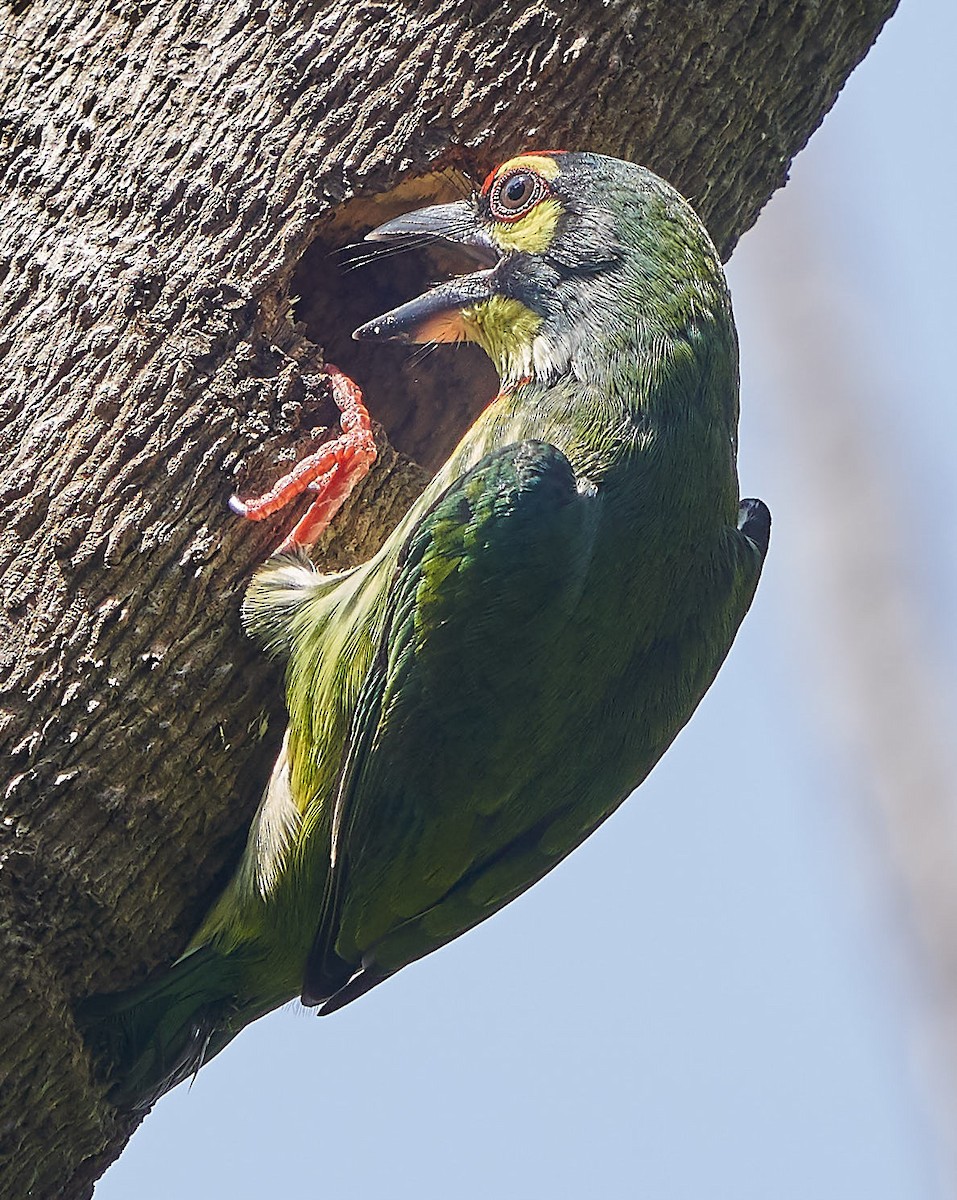 Coppersmith Barbet - Steven Cheong