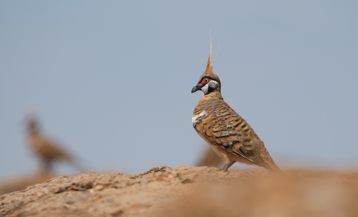 Spinifex Pigeon - ML114697251