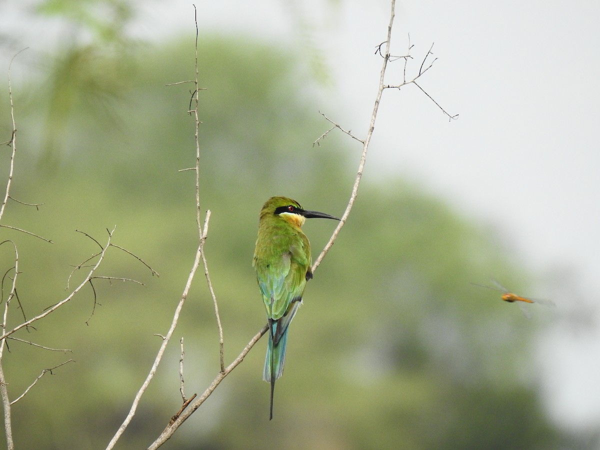 Blue-tailed Bee-eater - ML114700401