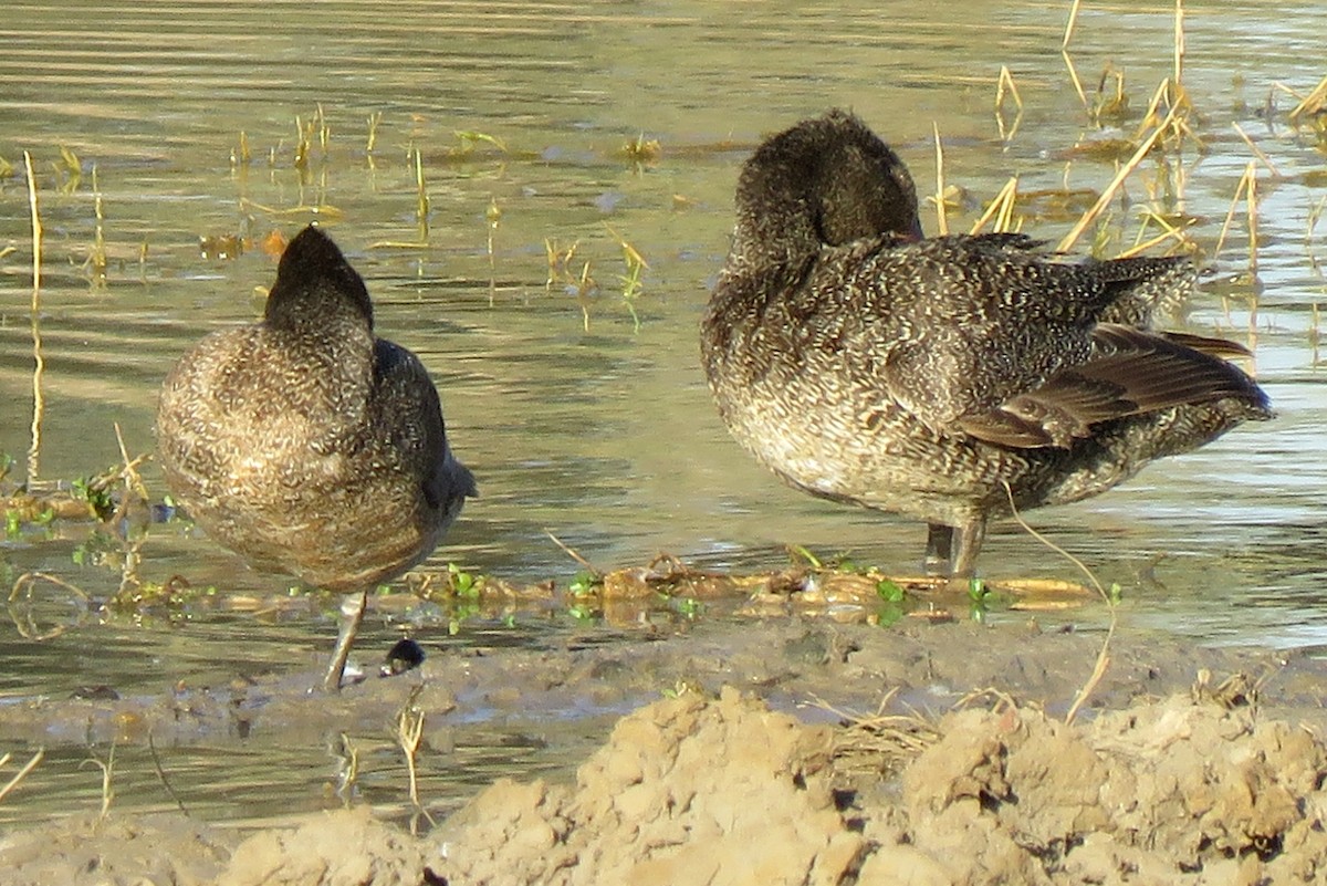Freckled Duck - ML114700451