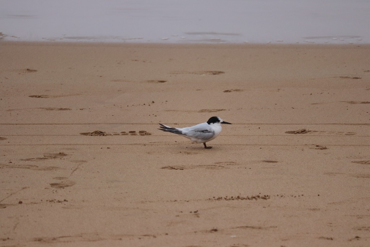 White-fronted Tern - Brian Grinter