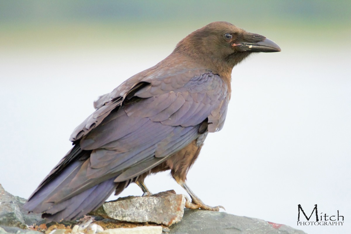 Common Raven - ML114702571