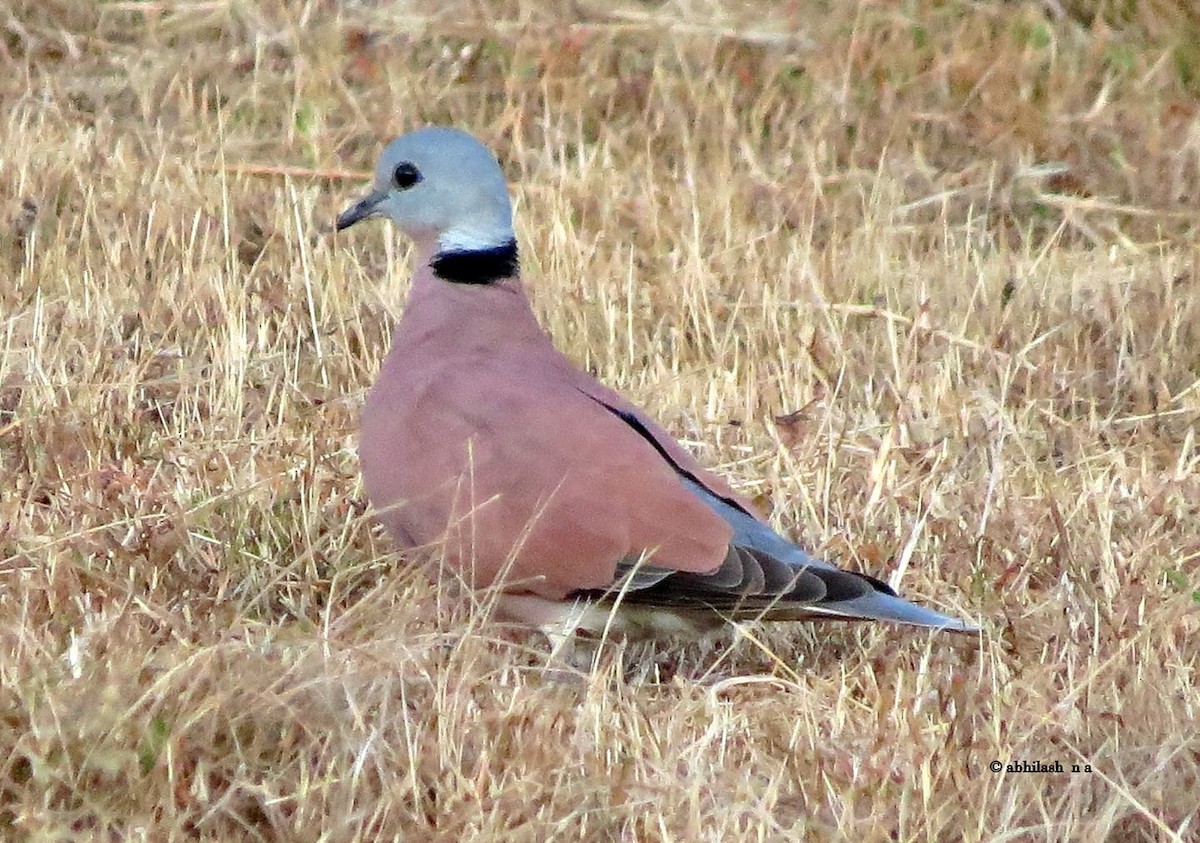 Red Collared-Dove - ML114704221
