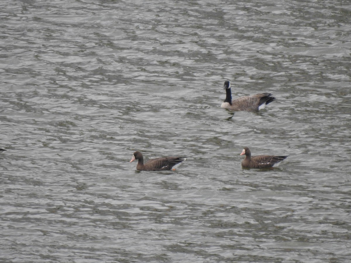 Greater White-fronted Goose - ML114704231