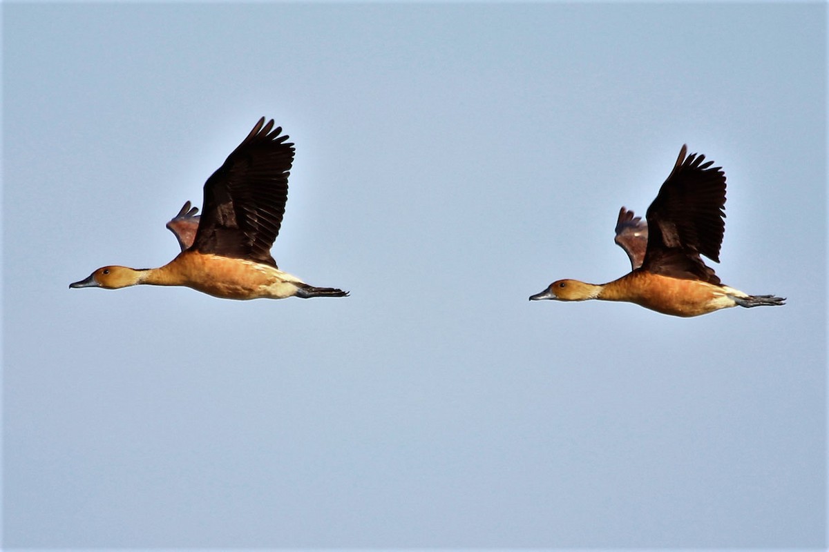 Fulvous Whistling-Duck - Justin Goldberg