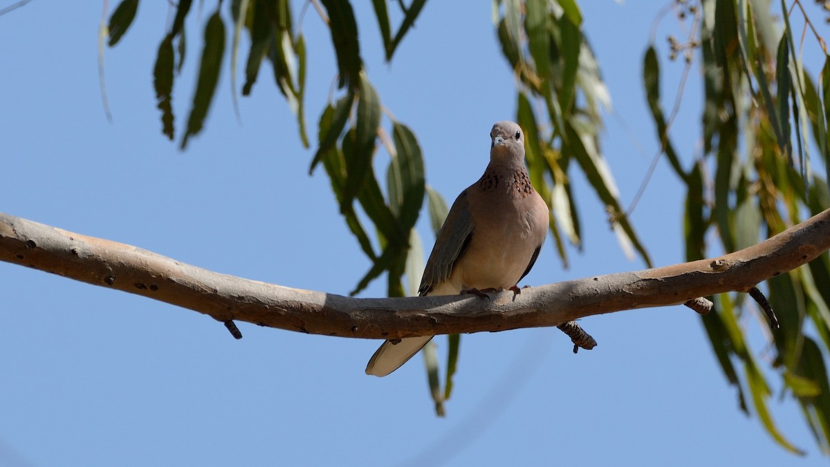 Laughing Dove - ML114709951