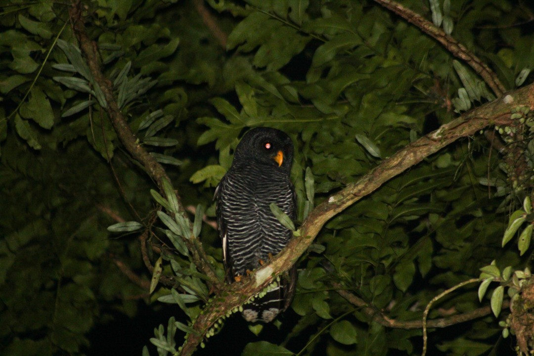 Black-banded Owl - ML114710091