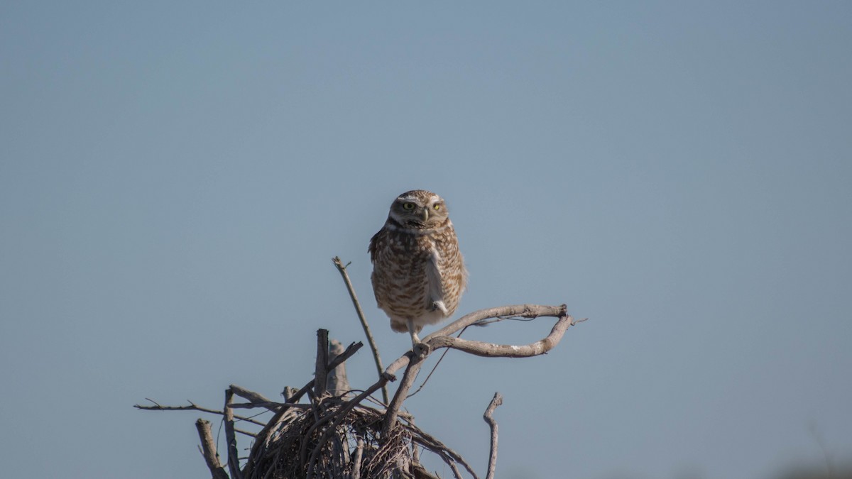 Burrowing Owl - ML114721541