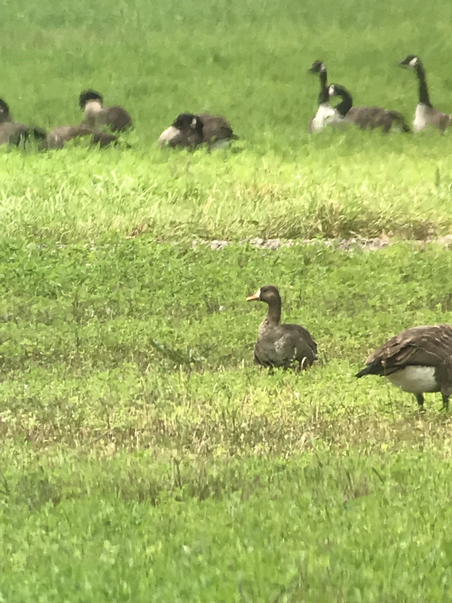 Greater White-fronted Goose - ML114728041
