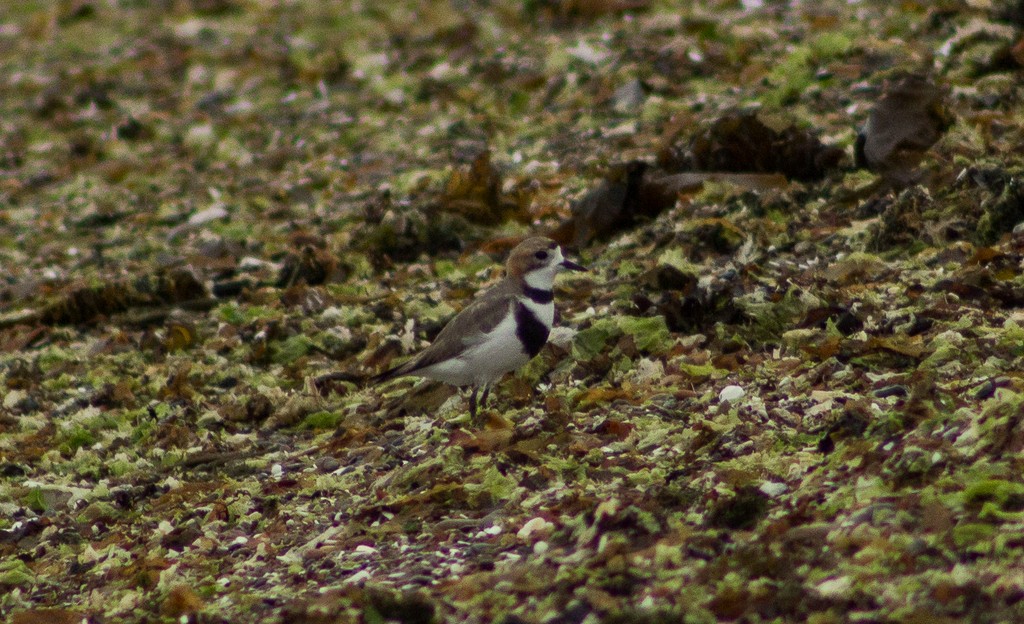 Two-banded Plover - ML114728281