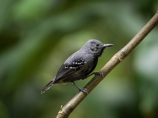 White-flanked Antwren - eBird