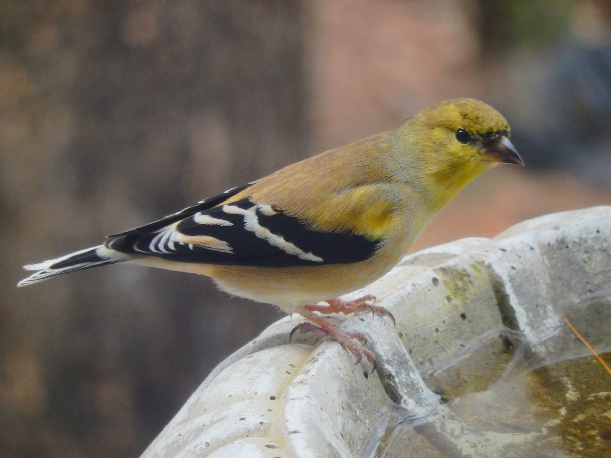 American Goldfinch - Eric Cormier