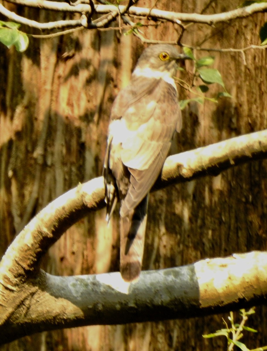 Common Hawk-Cuckoo - Cathy Theisen