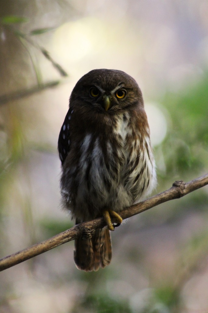 Austral Pygmy-Owl - Guilherme Melo