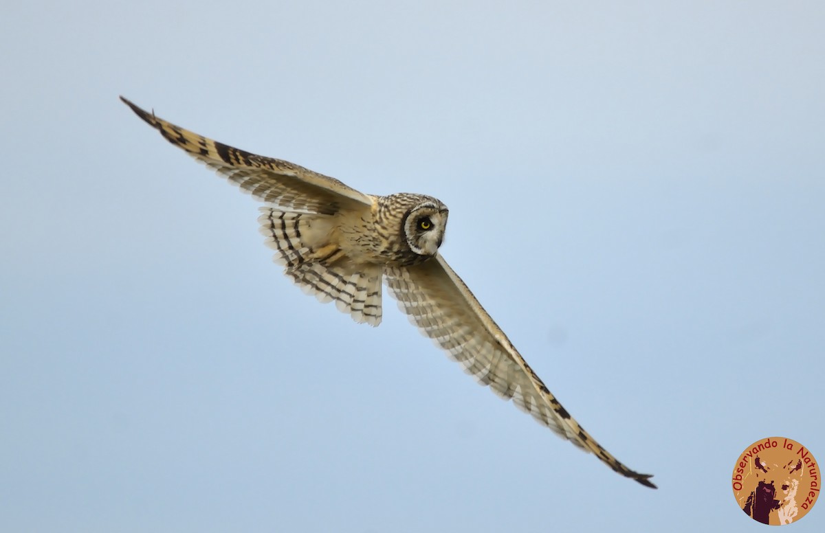 Short-eared Owl - ML114733341