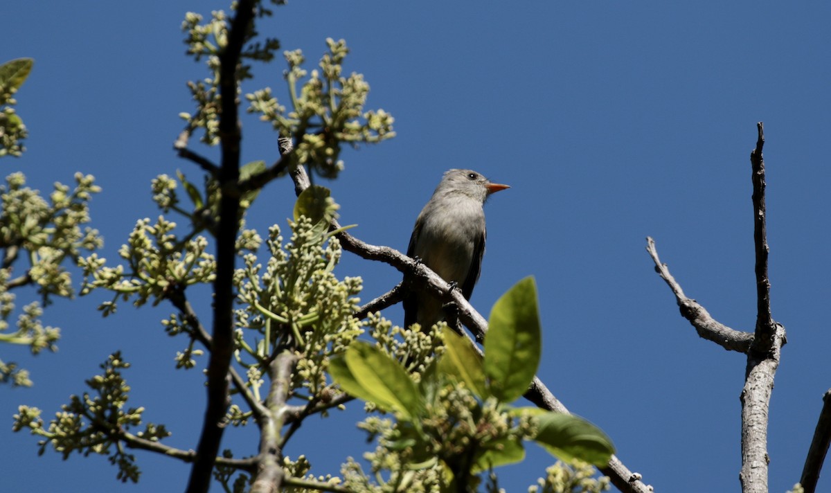 Greater Pewee - Simon Mitchell