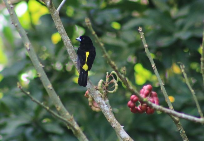 Flame-rumped Tanager (Lemon-rumped) - ML114736541