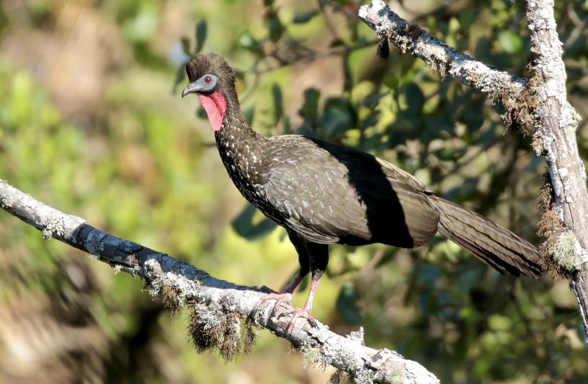 Crested Guan - ML114737861