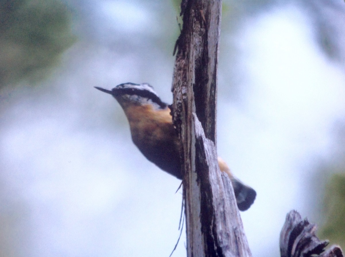 Red-breasted Nuthatch - ML114739411