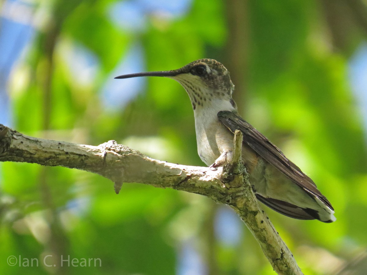 Ruby-throated Hummingbird - Ian Hearn