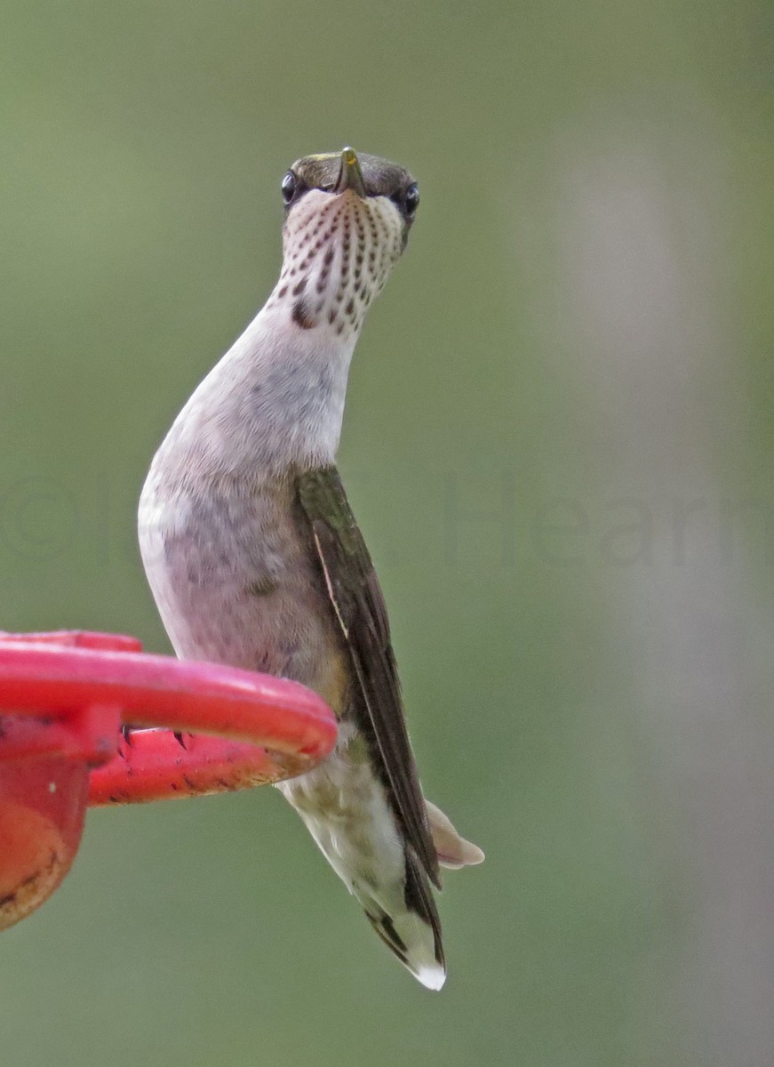 Ruby-throated Hummingbird - Ian Hearn