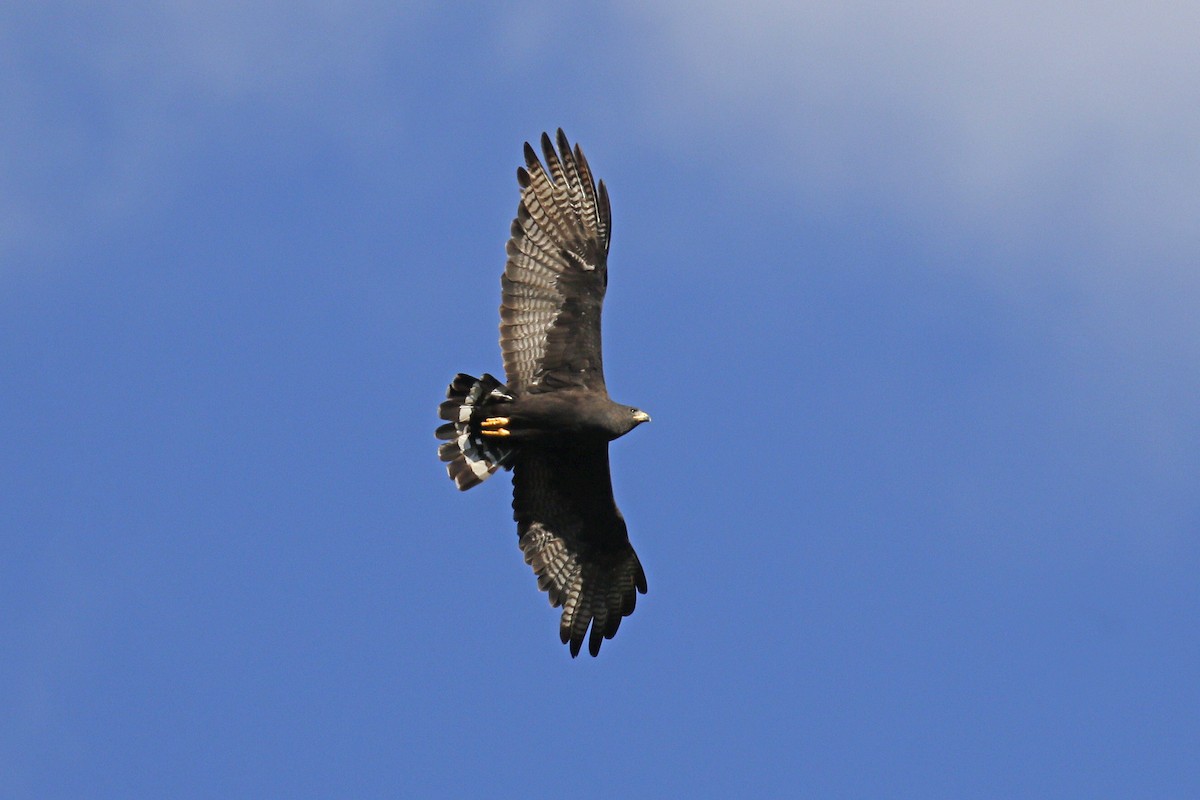 Zone-tailed Hawk - ML114744791