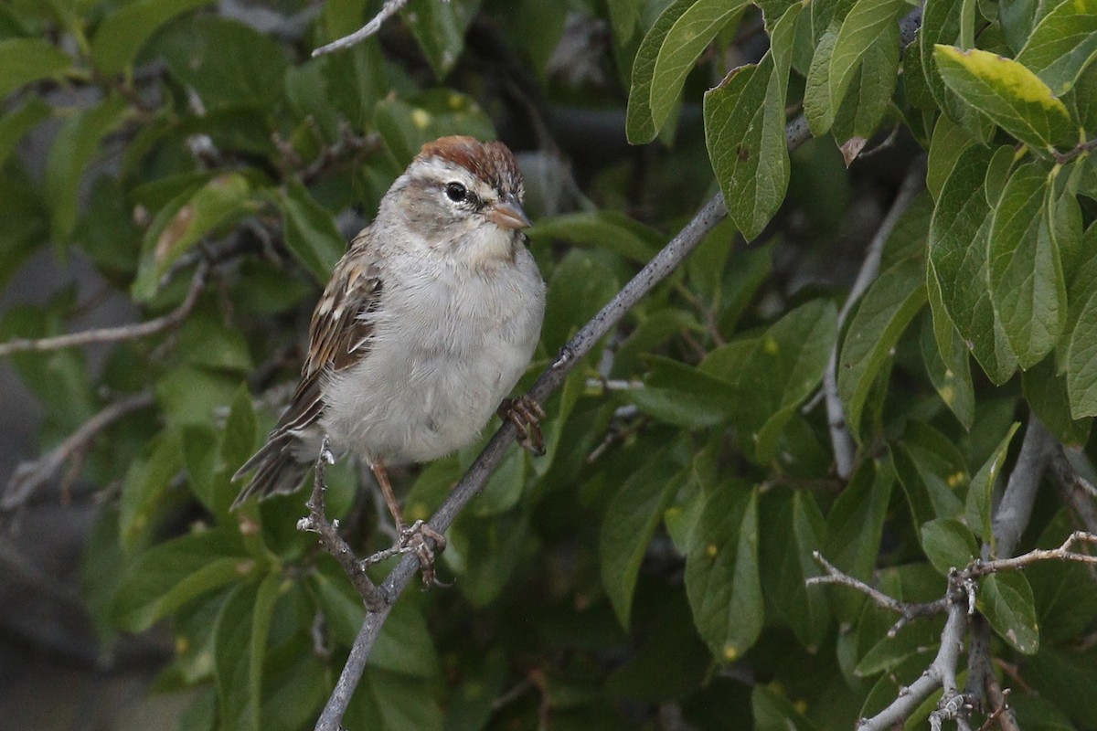 Chipping Sparrow - Donna Pomeroy