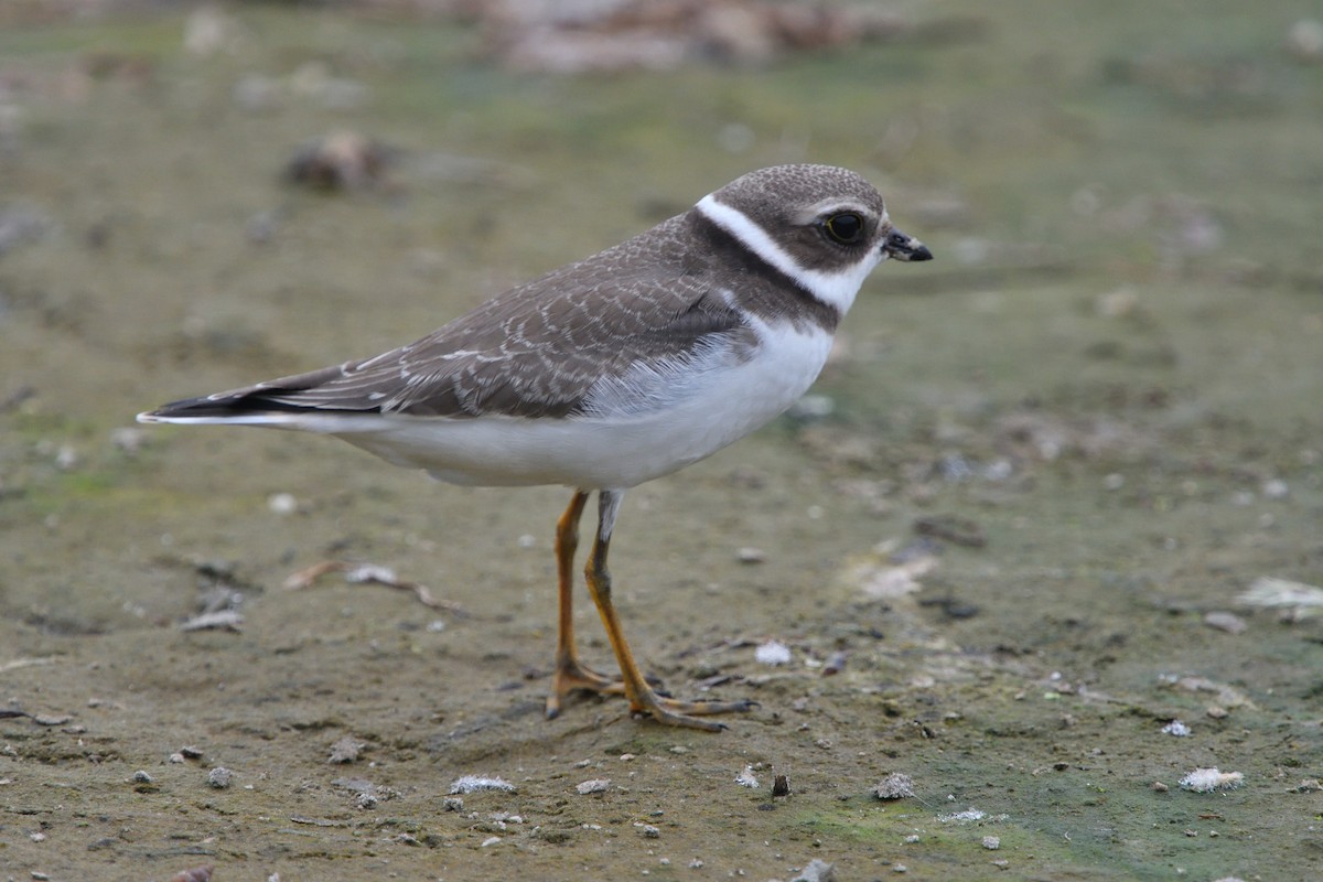 Semipalmated Plover - ML114750691