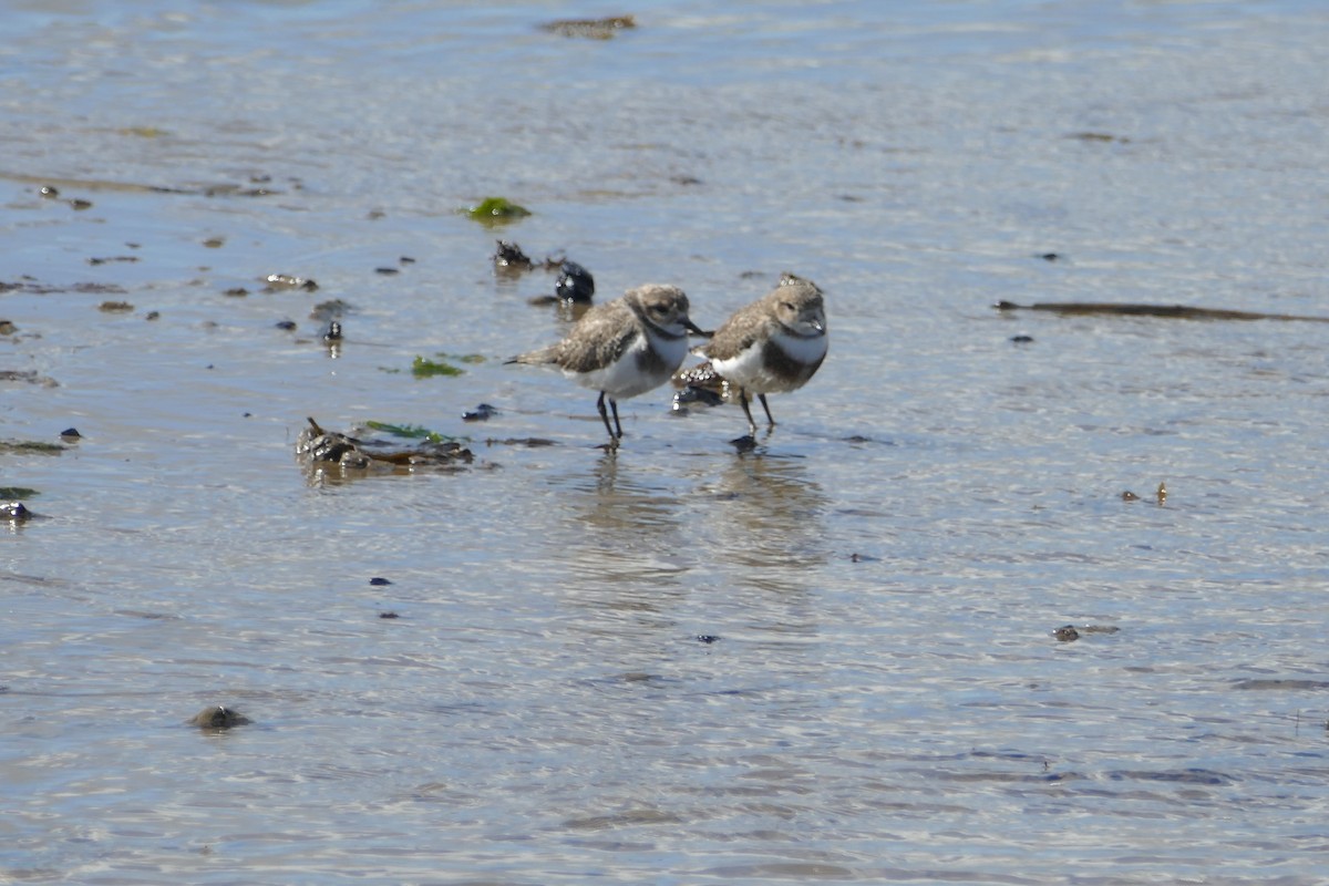 Two-banded Plover - ML114752921