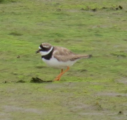 Common Ringed Plover - ML114753021