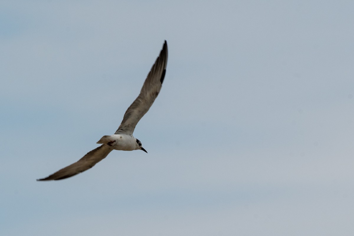 White-winged Tern - Ana Paula Oxom