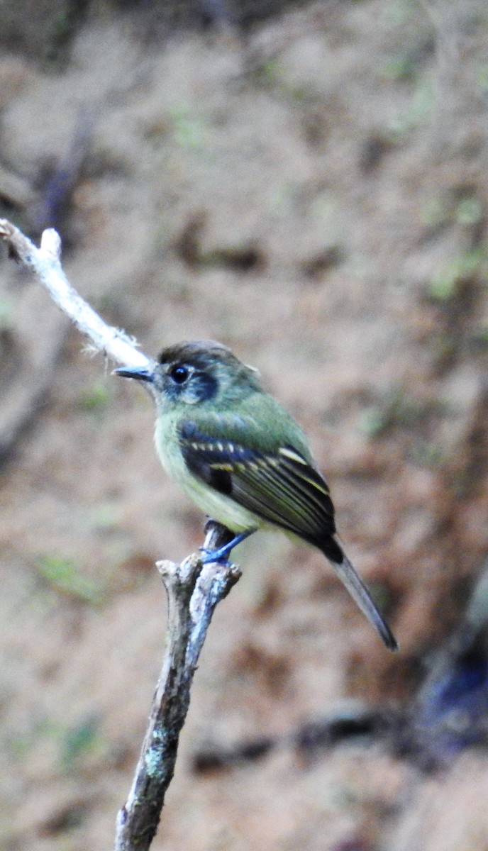 Sepia-capped Flycatcher - ML114755641