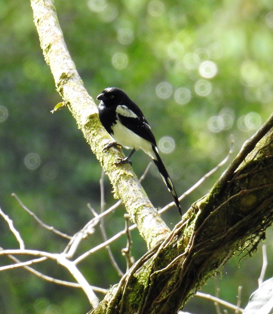 Magpie Tanager - ML114756401