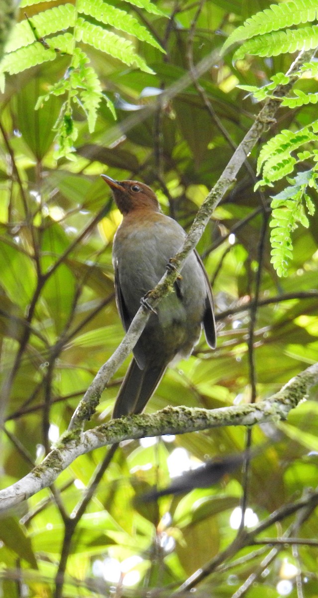 Rufous-brown Solitaire - ML114757511