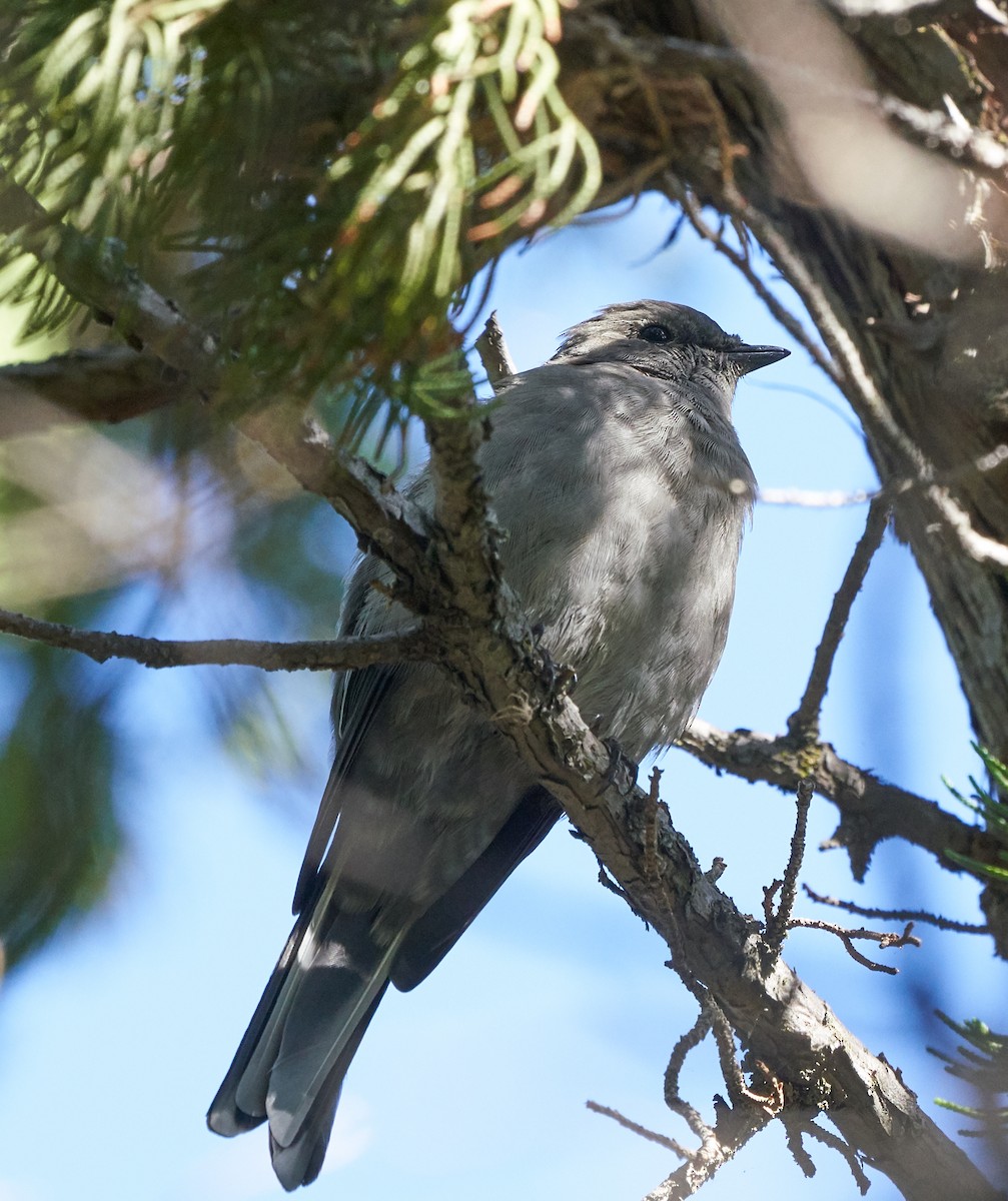 Townsend's Solitaire - Brooke Miller