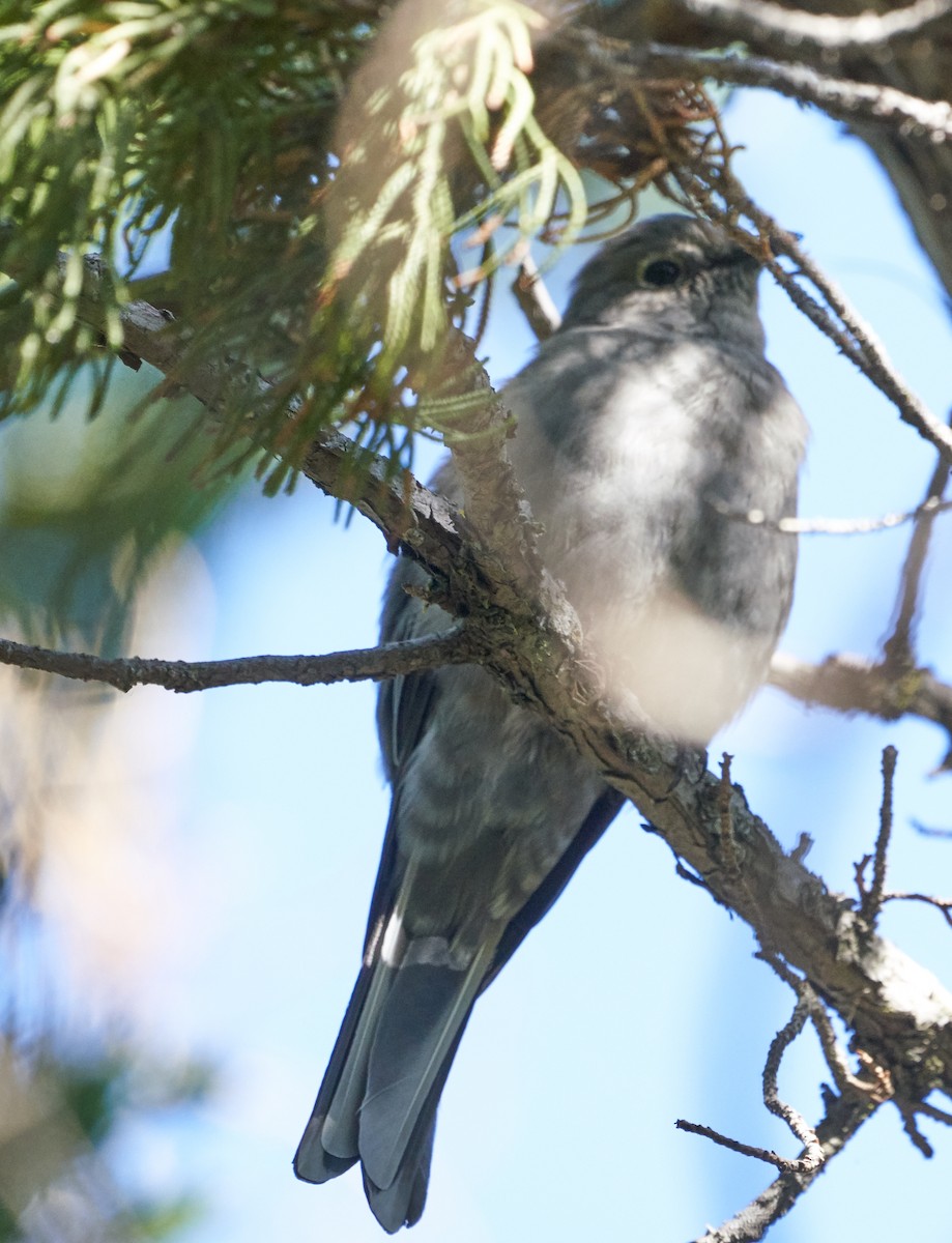 Townsend's Solitaire - ML114760051