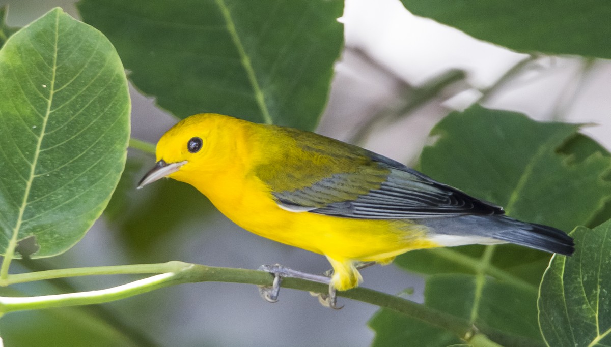 Prothonotary Warbler - ML114760551