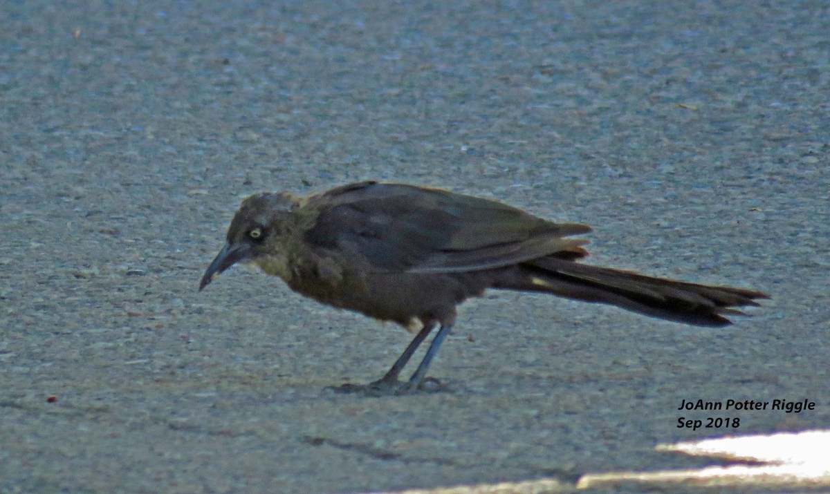 Great-tailed Grackle - ML114763241