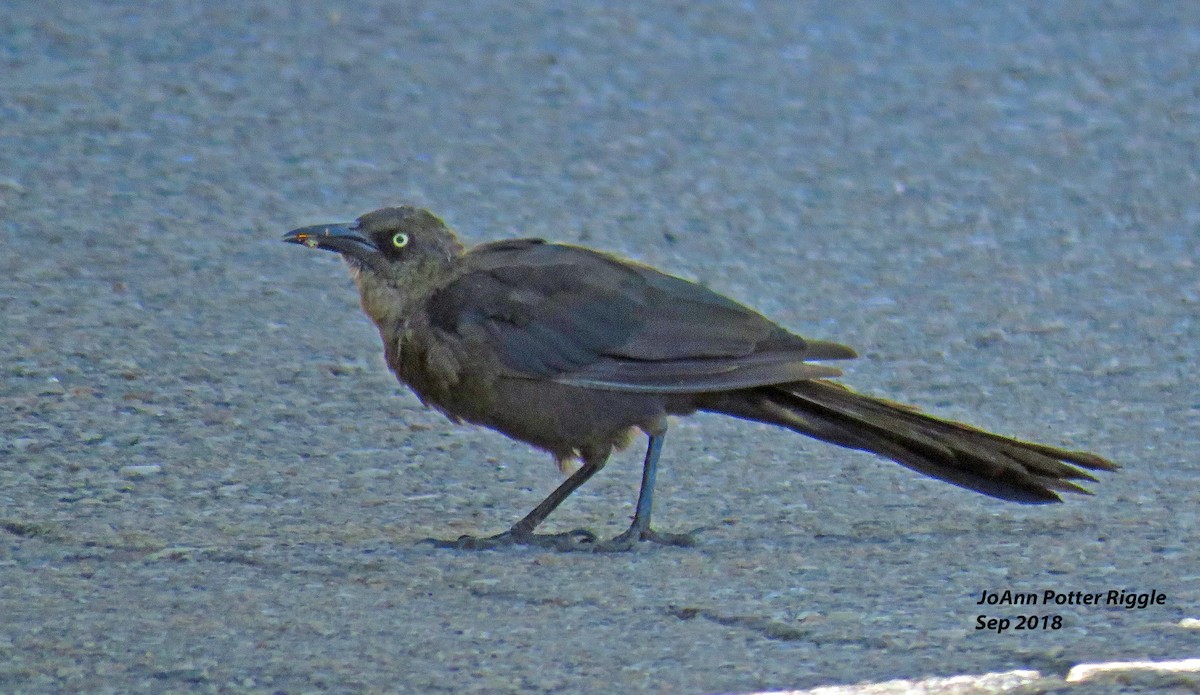 Great-tailed Grackle - ML114763331